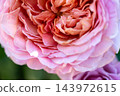 Ice Vogel 143972615