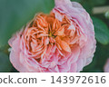 Ice Vogel 143972616