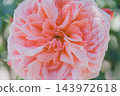 Ice Vogel 143972618