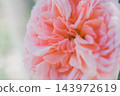 Ice Vogel 143972619