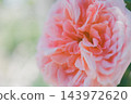 Ice Vogel 143972620