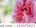 Ice Vogel 143972621