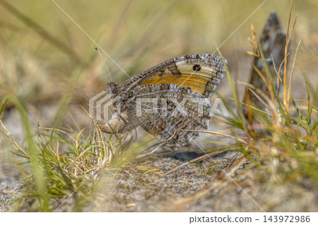 Grayling Butterfly Laying Eggs on Sandy Ground, Schiermonnikoog Grayling Butterfly Laying Eggs on Sandy Ground, Schiermonnikoog 143972986