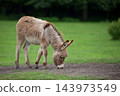 Young donkey in a clearing 143973549