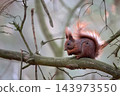 Red squirrel in the forest 143973550