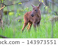 Young moose in the forest 143973551