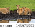 Milu deers resting in a clearing 143973553