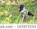 Hooded crow in a clearing 143973554