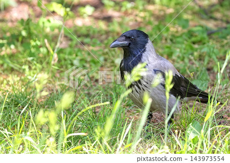 Hooded crow in a clearing Hooded crow in a clearing 143973554