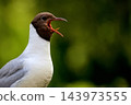 Brown-headed gull in the wild 143973555