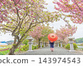 一位身穿和服的女子站在滋賀縣長濱市伊賀久神社的參道旁，那裡重瓣櫻花正值盛開。 143974543