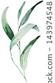 Hand drawn watercolor green eucalyptus leaves, botanical greenery isolated illustration element 143974548