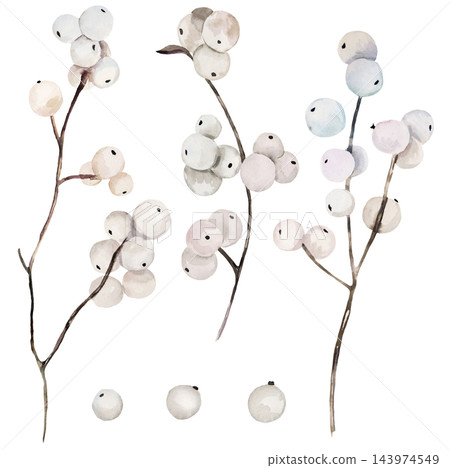 Watercolor white winter berries on brown branches clipart. Isolated illustration for Christmas cards 143974549