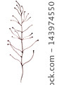 Watercolor dry brown stem, botanical isolated illustration. Romantic wedding stationery 143974550