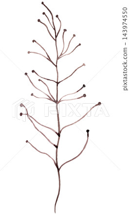 Watercolor dry brown stem, botanical isolated illustration. Romantic wedding stationery 143974550