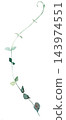 Watercolor trailing vine with green leaves, botanical greenery isolated illustration, single element 143974551