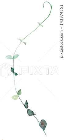 Watercolor trailing vine with green leaves, botanical greenery isolated illustration, single element Watercolor trailing vine with green leaves, botanical greenery isolated illustration, single element 143974551