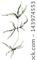 Watercolor juniper branch with green leaves. Winter Christmas Isolated illustration for stationery 143974553