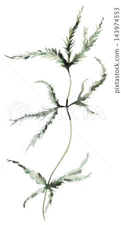 Watercolor juniper branch with green leaves. Winter Christmas Isolated illustration for stationery 143974553