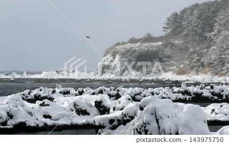 日本海沿岸,晴空萬裡,白雪皚皚 日本海沿岸,晴空萬裡,白雪皚皚 143975750