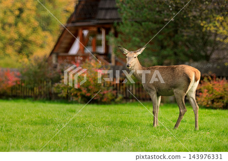 young deer animal theme scene pasture in meadow country side agricultural field of cottage garden space autumn aesthetic environment young deer animal theme scene pasture in meadow country side agricultural field of cottage garden space autumn aesthetic environment 143976331