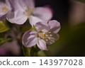 小花 143977028