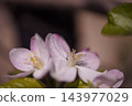 花 143977029