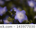 花綻放 143977030