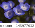 藍色粉蝶 143977032