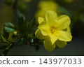 黃花 143977033