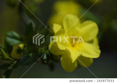 黃花 黃花 143977033