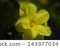 黃花 143977034