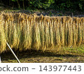 Rice drying in the sun (Ikitsuki Island, Nagasaki Prefecture) 143977443