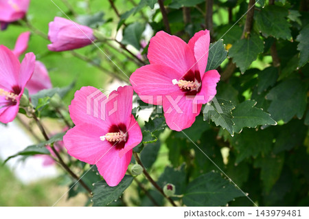 Rose of Sharon Rose of Sharon 143979481