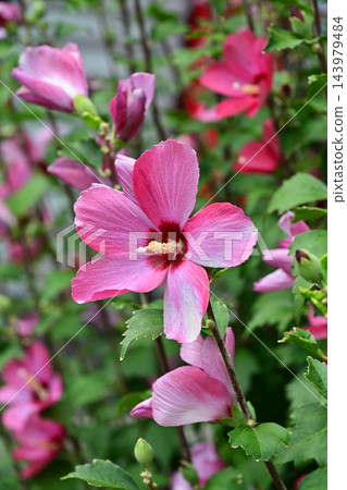 Rose of Sharon Rose of Sharon 143979484