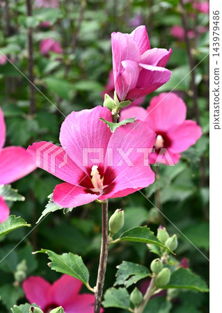 Rose of Sharon 143979486