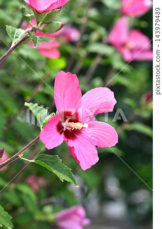 Rose of Sharon Rose of Sharon 143979489