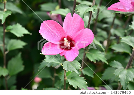Rose of Sharon Rose of Sharon 143979490