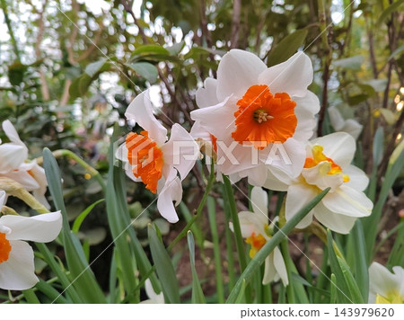 A cluster of white and orange daffodils faces different directions in a leafy display, highlighting the variety of shapes within a spring planting A cluster of white and orange daffodils faces different directions in a leafy display, highlighting the variety of shapes within a spring planting 143979620