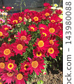 Beautiful red marguerite flowers in bloom 143980088