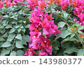 pink bougainvillea flower in the garden 143980377