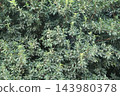 green leaves of tree 143980378