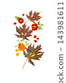 Flat lay vertical composition of fall maple leaves marigold flowers and petals isolated on white background with copy space 143981611