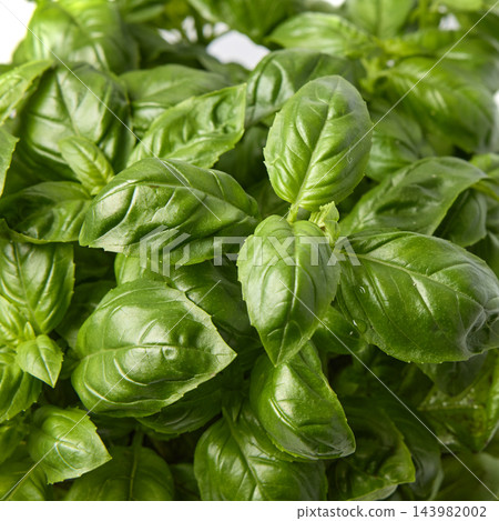 Fresh green basil leaves close-up on white background Fresh green basil leaves close-up on white background 143982002