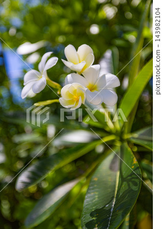 Pretty white frangipani cluster soft green bokeh lush tropical garden gentle sunlit fresh vertical bloom. Wellness botanical mindful nature. Calm frangipani flower phone wallpaper 143982104