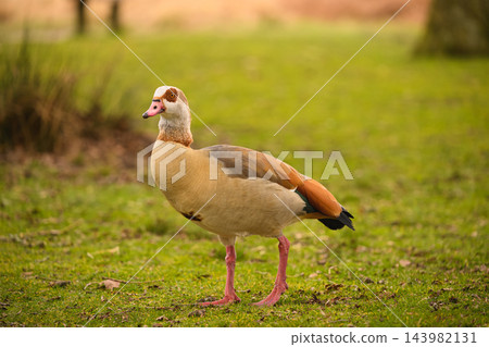 Egyptian goose standing on grass in Richmond Park Egyptian goose standing on grass in Richmond Park 143982131