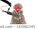 portrait  singing Chinese cockerel isolated on a white background. 143982345