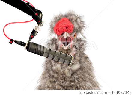 portrait singing Chinese cockerel isolated on a white background. portrait singing Chinese cockerel isolated on a white background. 143982345