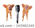 Singing piglets at the microphone isolated on white background 143982349