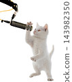 kitten at the microphone isolated on white background 143982350